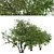 Prunus Serotina Black Cherry Duo: 2 Trees 3D model small image 2