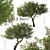 Mountain Mahogany Tree Set (2 Trees) 3D model small image 1