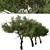 Mountain Mahogany Tree Set (2 Trees) 3D model small image 4