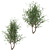 Black Cherry Duo: 2 Trees 3D model small image 4