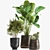 Tropical Plant Collection: Reclaimed Iron Pot, Exotics & Calathea 3D model small image 3