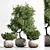 Elegant Indoor Plant Set 3D model small image 1