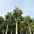 Tall Pine Tree - TwoTree Corona 3D model small image 2
