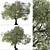 Golden Cup Oak Tree Set (2 Trees) 3D model small image 4