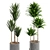 14-Piece Indoor Plant Collection: Variety and Elegance 3D model small image 5