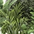 TropiPalm Plant Collection 3D model small image 5