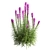 Exquisite Liatris Spicata Floral Beauty 3D model small image 2