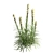 Exquisite Liatris Spicata Floral Beauty 3D model small image 4