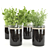 Botanical Bliss Kitchen Plants Set 3D model small image 2