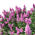 Lagerstroemia Flowering Tree Model 3D model small image 2