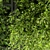 Indoor Plant Collection: Ivy & Pothos Hanging 3D model small image 5