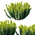 Mediterranean Spurge: Elegant 3D Model 3D model small image 2