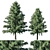 Cedrus Deodara 2013: 3D Max Modeling 3D model small image 1