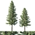 Cedrus Deodara 04 - High-Quality 3D Model 3D model small image 1