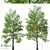 Rare Black Ash Tree Set (2 Trees) 3D model small image 1