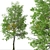 Rare Black Ash Tree Set (2 Trees) 3D model small image 3