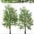 Rare Black Ash Tree Set (2 Trees) 3D model small image 5