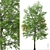 Rare Black Ash Tree Set (2 Trees) 3D model small image 6