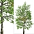 Rare Black Ash Tree Set (2 Trees) 3D model small image 8