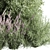 Nature's Blend: Mixed Plant & Bush 3D model small image 5