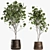 Reclaimed Rustic Plant Collection 3D model small image 1