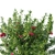 Nerium Oleander Collection - Stunning 3D Floral Art 3D model small image 2