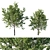 Platanus acerifolia 2013: 3D Model+Render 3D model small image 1