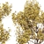 Autumn Bliss Tree Collection 3D model small image 3