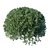 Delicate Fragrant Aglaia Plant 3D model small image 2