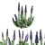 Echium Pride of Madeira: Stunning Floral Beauty 3D model small image 2