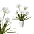 Outdoor Agapanthus Drop-In Plant 3D model small image 1