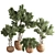 Green Oasis Indoor Plant Set 3D model small image 1