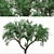 Pomegranate Tree Duo: Perfect Ornamental Fruit Trees! 3D model small image 2