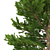 Norway Spruce Set - Realistic 3D Tree Models 3D model small image 2