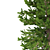 Norway Spruce Trees - V-Ray 3D model small image 3