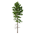 Norway Spruce Trees - V-Ray 3D model small image 4
