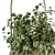 Botanical Beauties: Hanging Plant Set 3D model small image 2