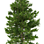 Title: Norway Spruce 3D Tree Set 3D model small image 2