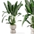 Rustic Concrete Pot Set with Indoor Plants 3D model small image 1