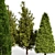 Cone Cypress Rocky Mountain: 6.2m Height 3D model small image 3