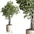 Ficus Benjamin Tree in Wood Vase 3D model small image 1