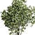 Ficus Benjamin Tree in Wood Vase 3D model small image 3