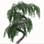 Graceful Weeping Larix Tree Set 3D model small image 2