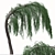 Graceful Weeping Larix Tree Set 3D model small image 6