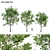 Silver Maple Trees Collection - Vol. 34: Stunning PBR Models 3D model small image 1