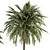 Tropical Duo Palm Tree Set 3D model small image 2