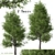 Pair of Lovely Callery Pear Trees 3D model small image 1
