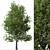 Pair of Lovely Callery Pear Trees 3D model small image 5