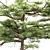 Dual Huangshan Pine Trees 3D model small image 2