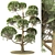 Elegant Pinus Parviflora Tree 3D model small image 1